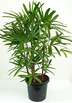 Rapix Palm 10" Pot
