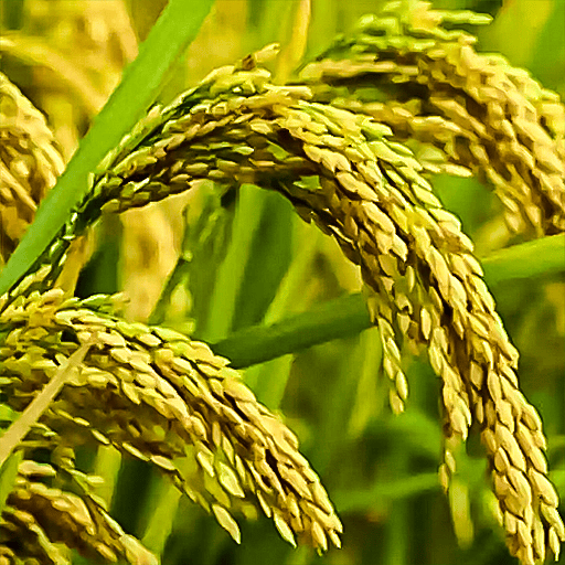 Rice Seeds