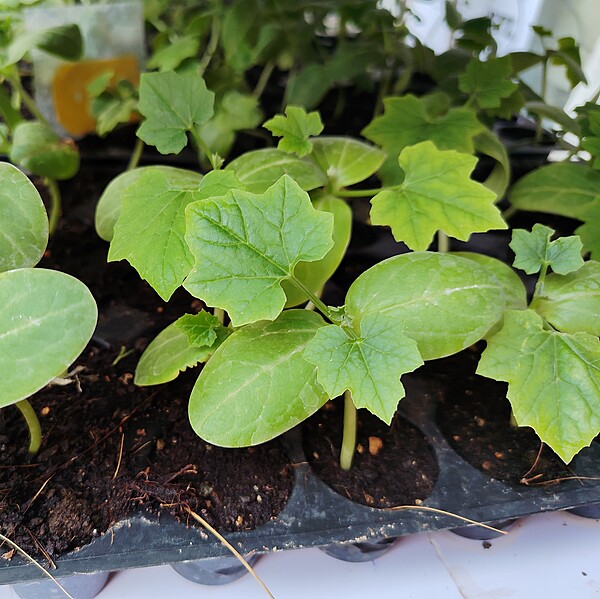 Ridge gourd seedlings 5 Nos | బీరకాయ నారు 5 Nos