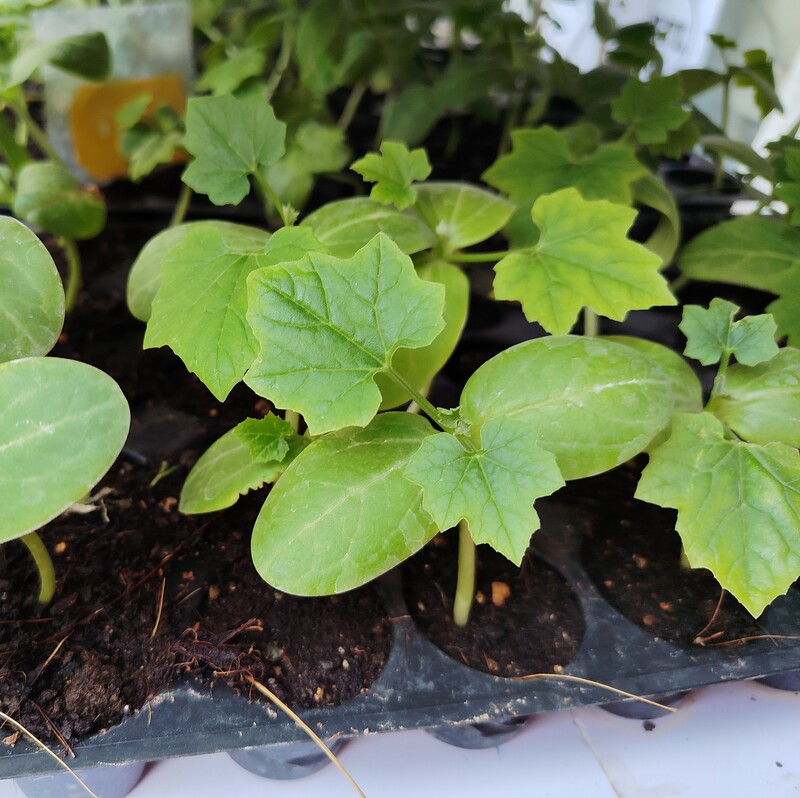 Ridge gourd seedlings 5 Nos | బీరకాయ నారు 5 Nos