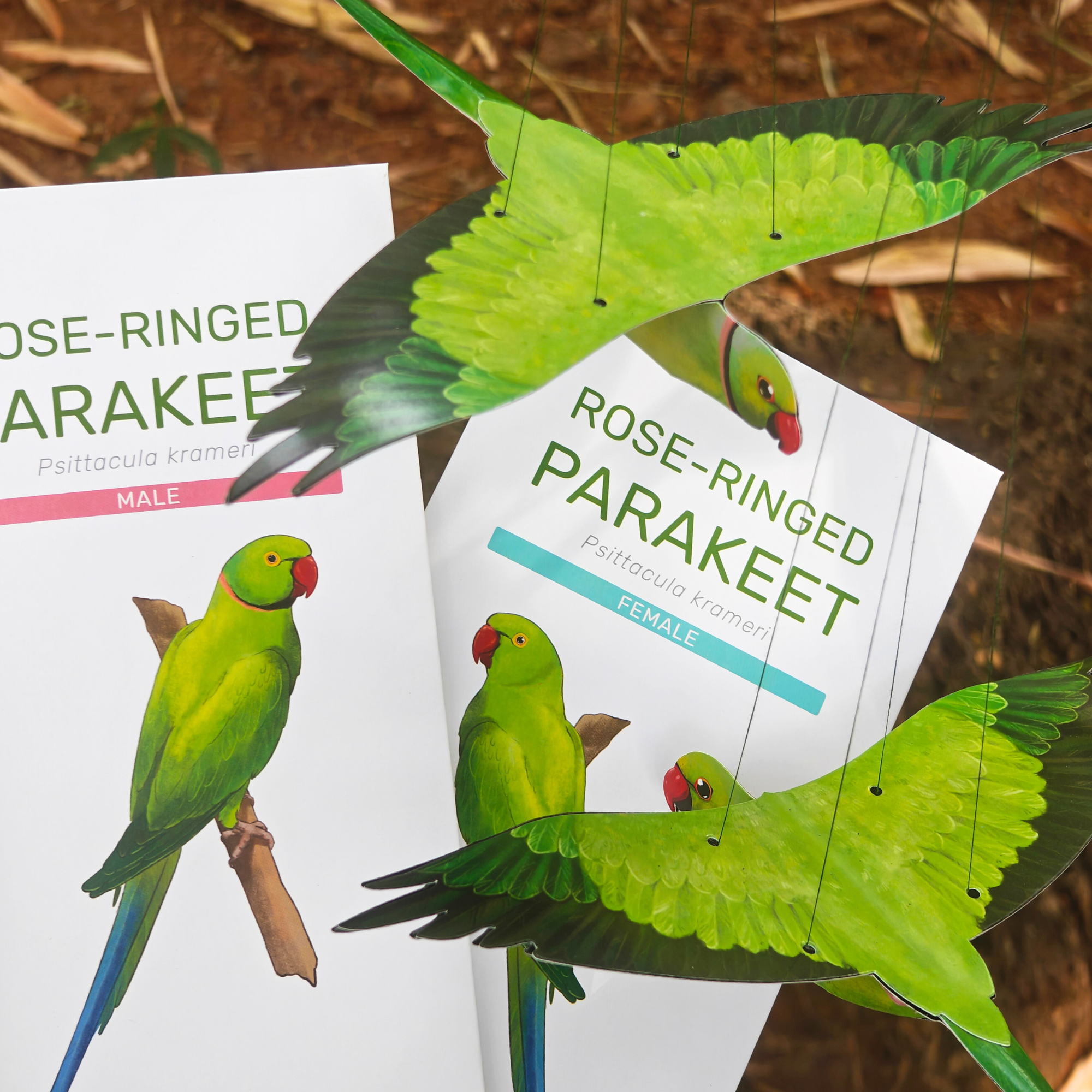 Rose-ringed Parakeet — Paper Craft Kit (Set of 2)