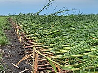 Hailstorm & Cyclone Crop Insurance