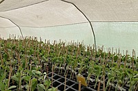 Advanced Nursery Management & Seedling Production Training