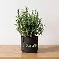 Rosemary Plant (Salvia Rosmarinus)