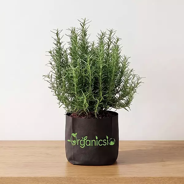 Rosemary Plant (Salvia Rosmarinus)
