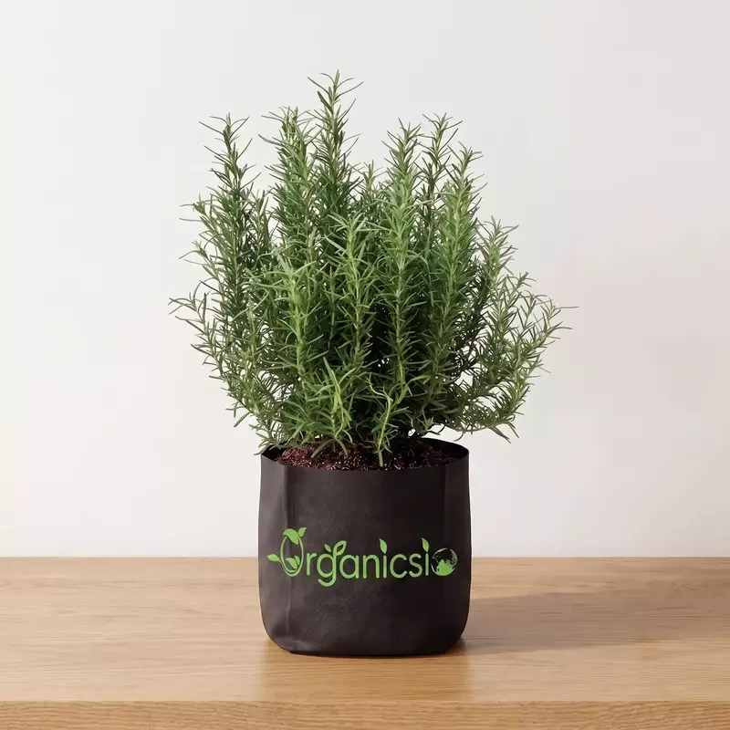 Rosemary Plant (Salvia Rosmarinus)
