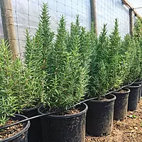 Rosemary Plant (Salvia Rosmarinus)