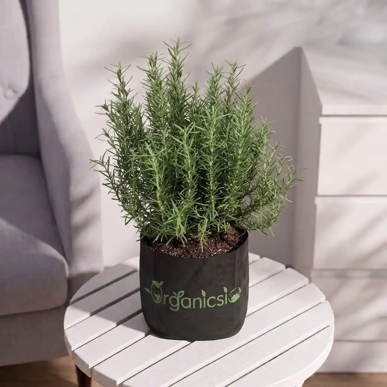 Rosemary Plant (Salvia Rosmarinus)