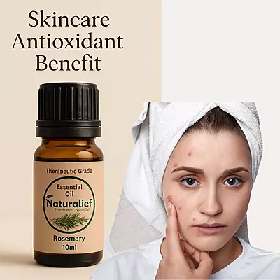 Rosemary Essential Oil – Pure & Therapeutic Grade (Lavandula Officinalis)