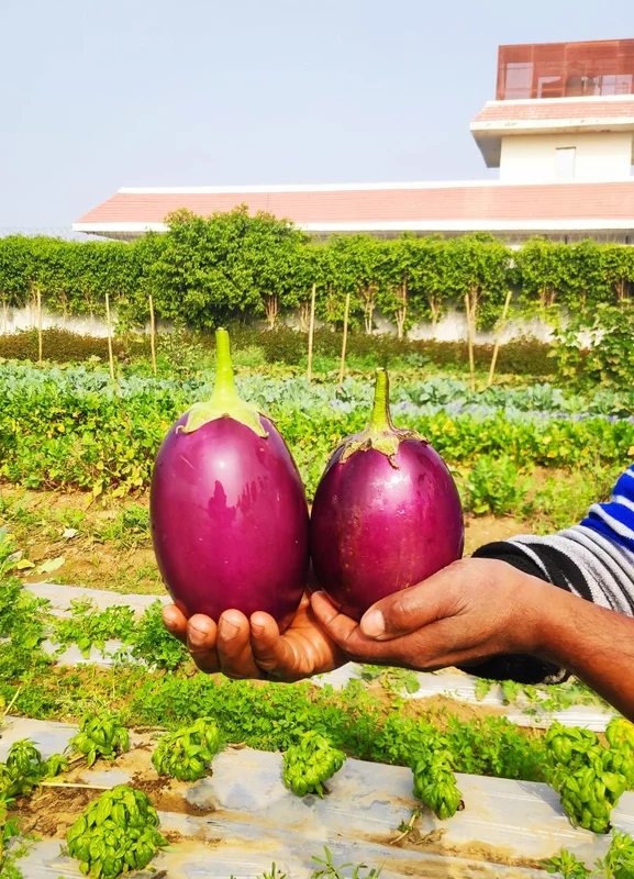Big Brinjal Round 500 Gms