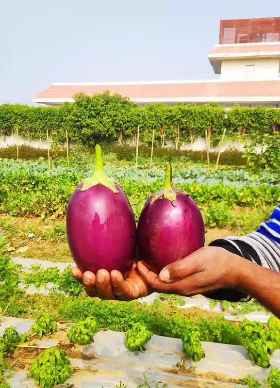 Brinjal Round