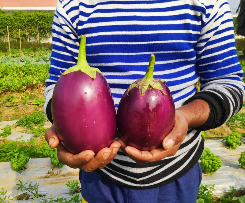 Big Brinjal Round 500 Gms