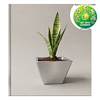 Rufwood Square Plastic Plant Pot | 4 Inch | Indoor & Decorative Planter
