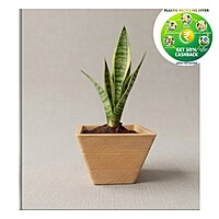 Rufwood Square Plastic Plant Pot | 4 Inch | Indoor & Decorative Planter
