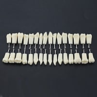 API Typodont Teeth Set with Screw