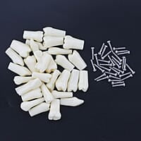 API Typodont Teeth Set with Screw
