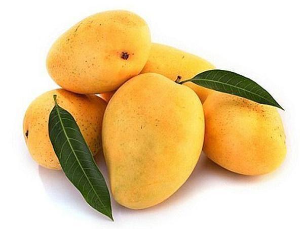 Mango-Safeda