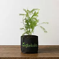 Satamuli/Asparagus Plant (Asparagus Racemosus)