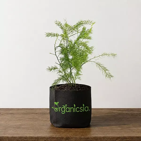 Satamuli/Asparagus Plant (Asparagus Racemosus)