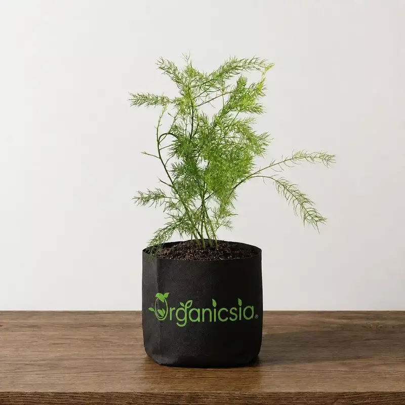 Satamuli/Asparagus Plant (Asparagus Racemosus)