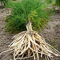 Satamuli/Asparagus Plant (Asparagus Racemosus)