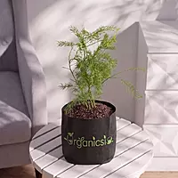 Satamuli/Asparagus Plant (Asparagus Racemosus)