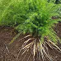 Satamuli/Asparagus Plant (Asparagus Racemosus)