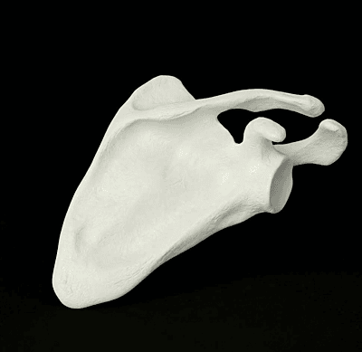Scapula