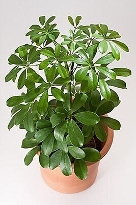 Schefflera green plants