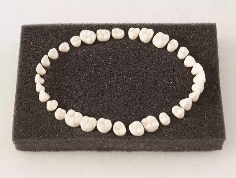 API Typodont Teeth Set of 24 with Screw – NZ (PEDO)