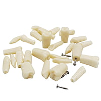 API Typodonts Individual B561 – Adult Size