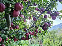 Kinnaur Red Delicious Apples