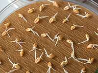 Germination Paper per kg