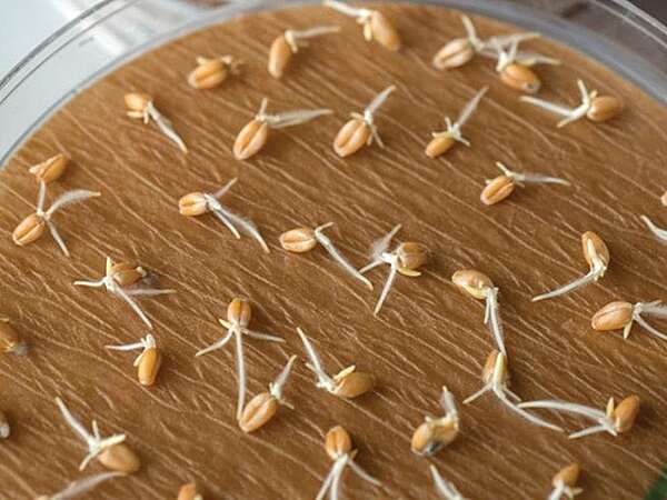 Germination Paper per kg