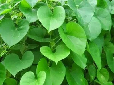 SEENTHIL KODI / HEART-LEAVED MONSEED POWDER