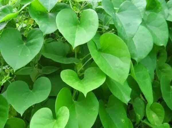 SEENTHIL KODI / HEART-LEAVED MONSEED POWDER