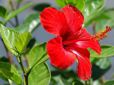 SEMBARUTHI POO / HIBISCUS PETAL (DRIED)