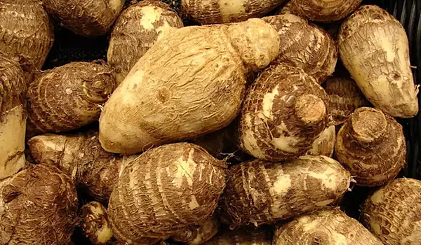 Senaikizhangu சேனைக்கிழங்கு