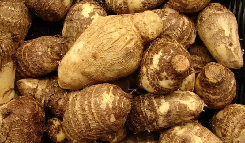 Senaikizhangu சேனைக்கிழங்கு