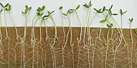 Germination Paper per kg