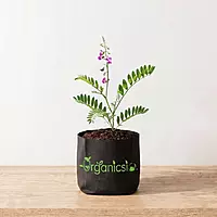 Sharpunkha Plant (Tephrosia Purpurea)