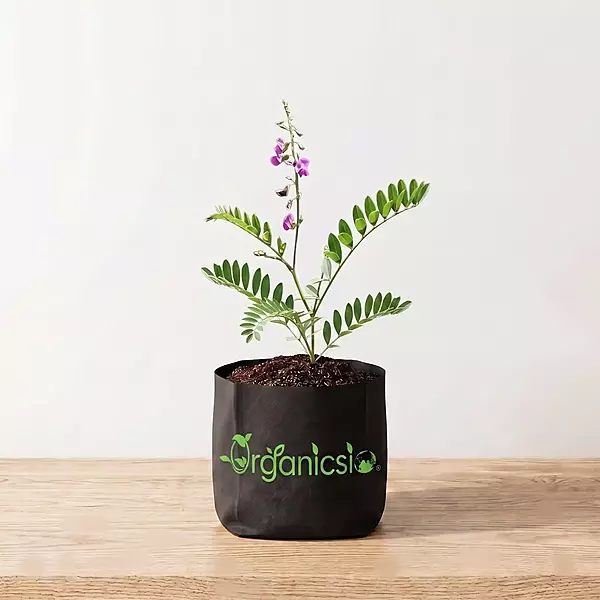 Sharpunkha Plant (Tephrosia Purpurea)