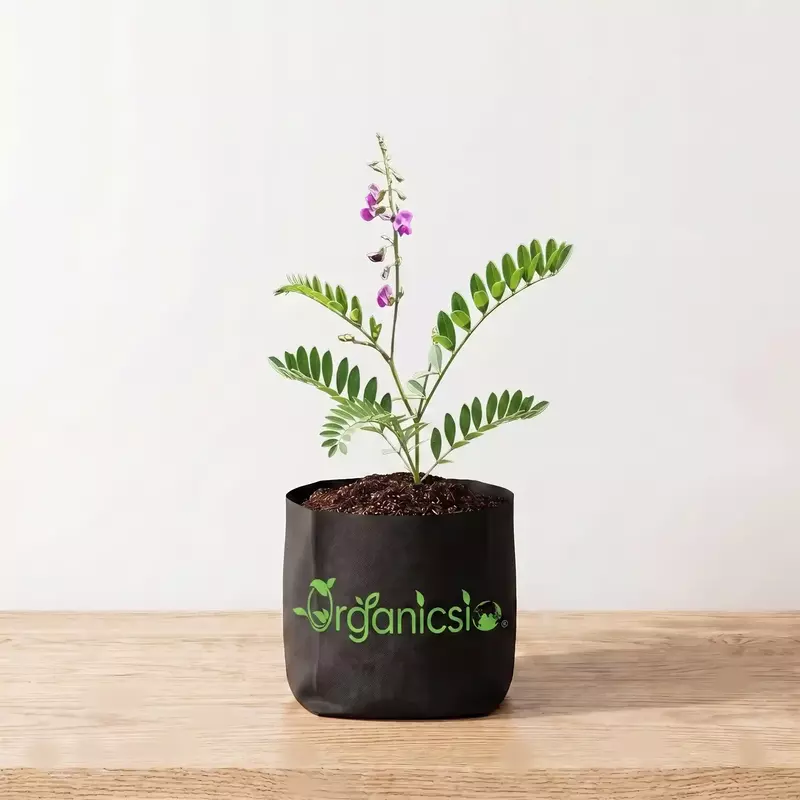 Sharpunkha Plant (Tephrosia Purpurea)