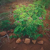 Sharpunkha Plant (Tephrosia Purpurea)