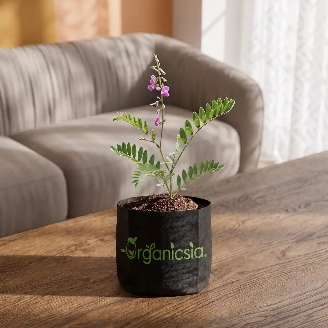 Sharpunkha Plant (Tephrosia Purpurea)