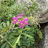 Sharpunkha Plant (Tephrosia Purpurea)
