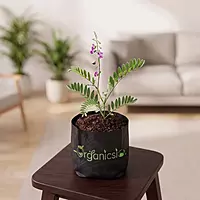 Sharpunkha Plant (Tephrosia Purpurea)
