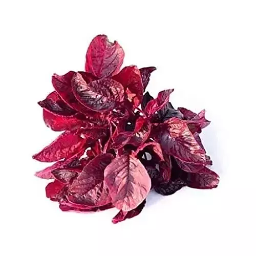 Sigappu Arai Keerai சிவப்பு அறைக்கீரை