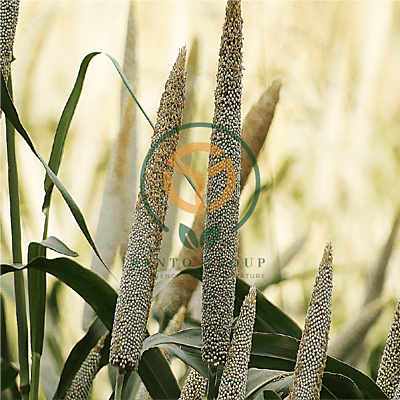 Bajra (Pearl Millet)