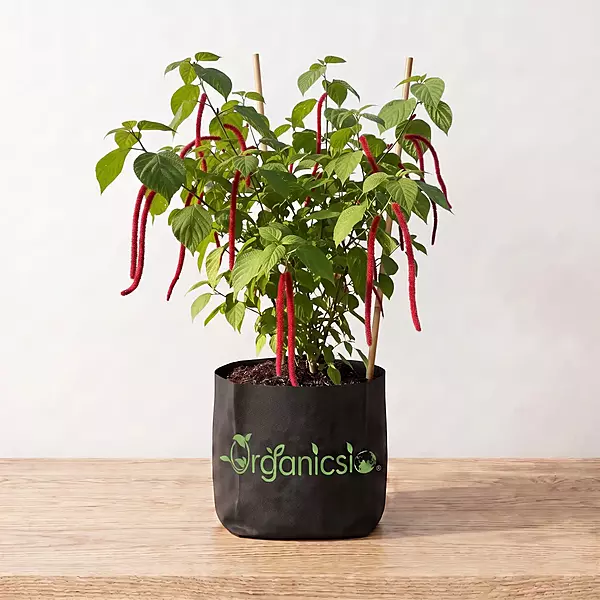 Sivh Jota Plant (Acalypha hispida)